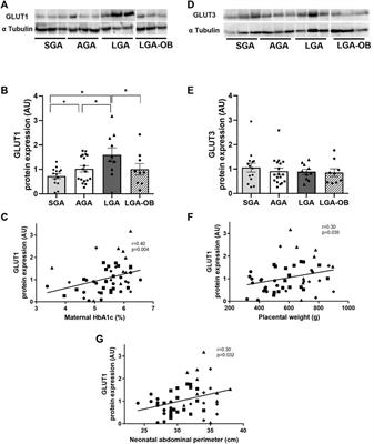 Placental Nutrient Transporters and Maternal Fatty Acids in SGA, AGA, and LGA Newborns From Mothers With and Without Obesity